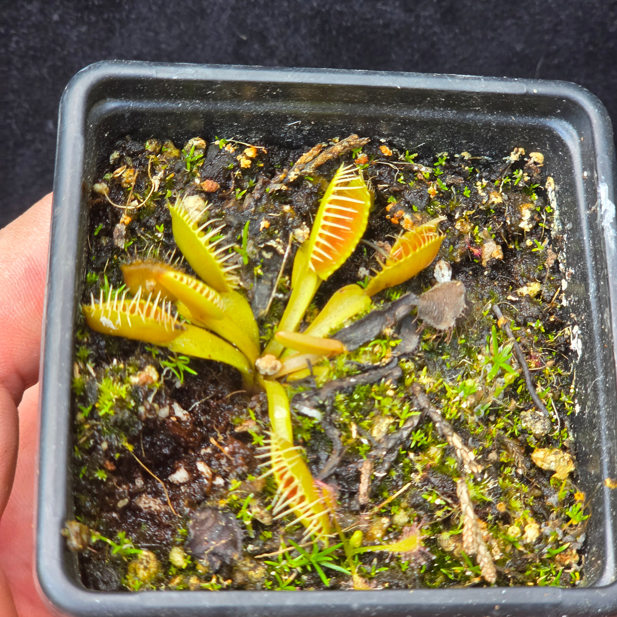Carnivorous Venus Fly Trap Dionaea muscipula