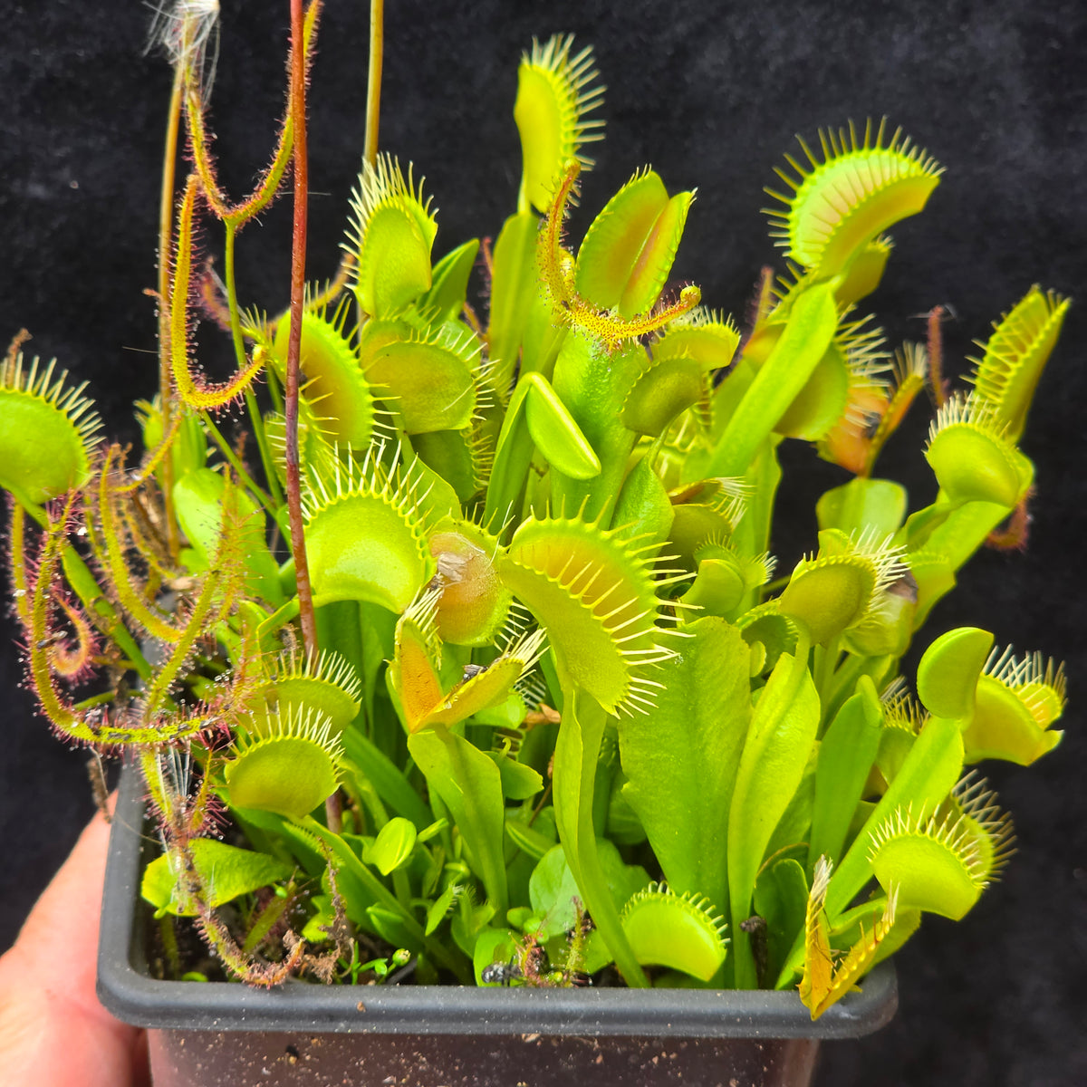 Carnivorous Venus Fly Trap Dionaea muscipula