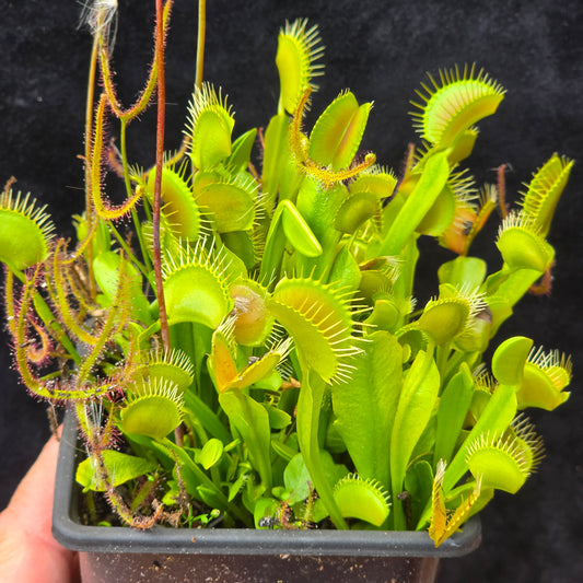 Carnivorous Venus Fly Trap Dionaea muscipula