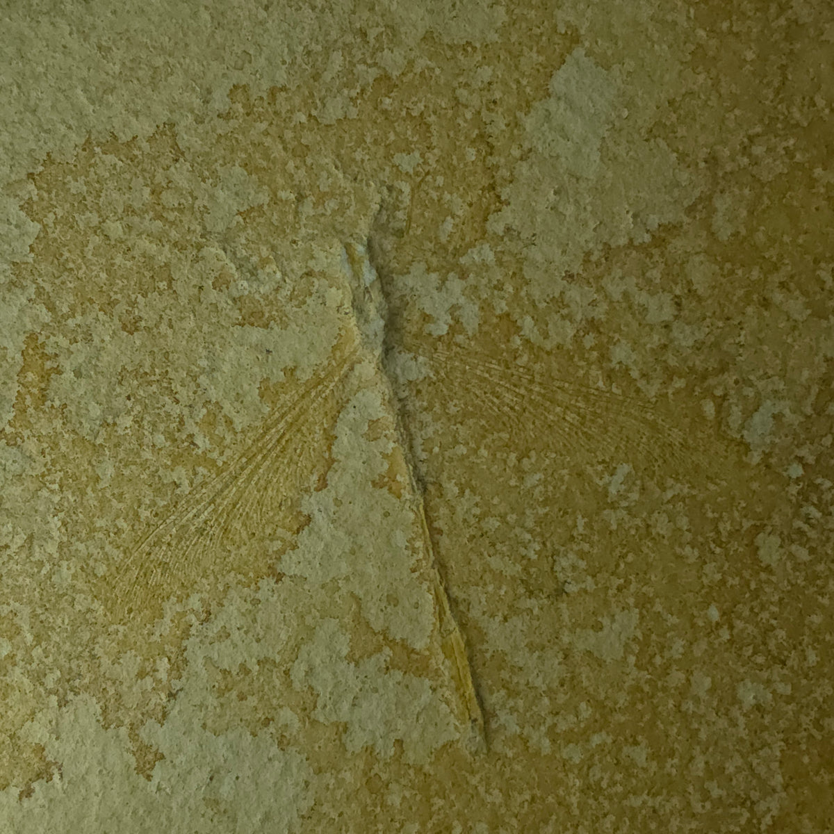 Dragonfly from Solnhofen – 300g – Solnhofen