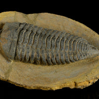 Pradoella Tazzarinensis from Draa Valley