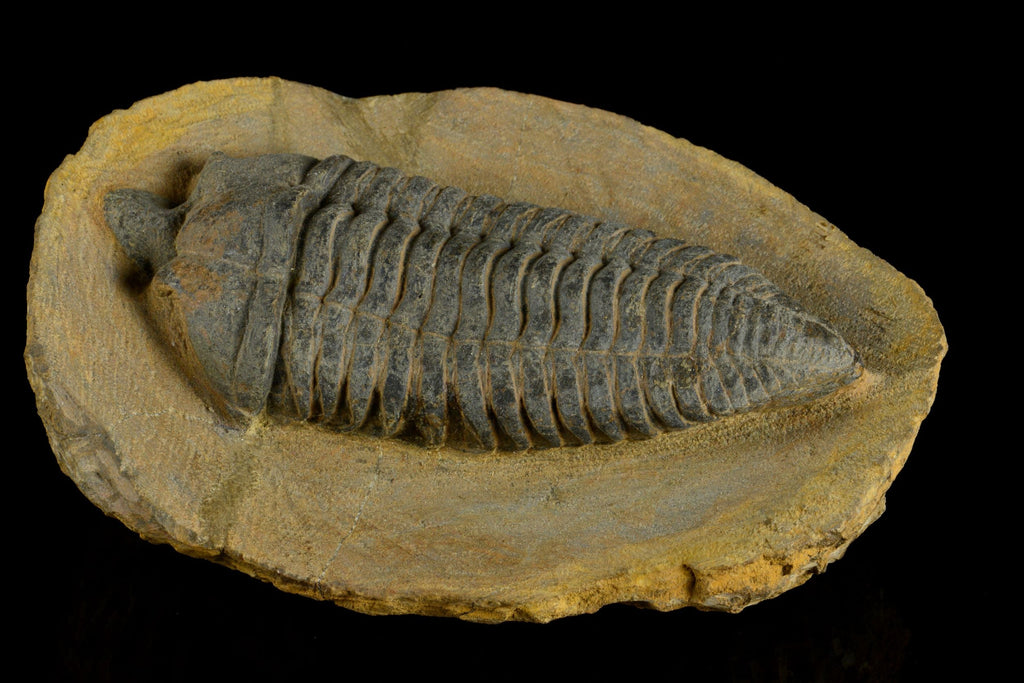 Pradoella Tazzarinensis from Draa Valley
