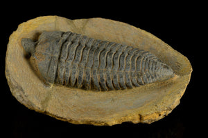 Pradoella Tazzarinensis from Draa Valley