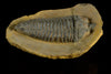Pradoella Tazzarinensis from Draa Valley