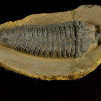Pradoella Tazzarinensis from Draa Valley