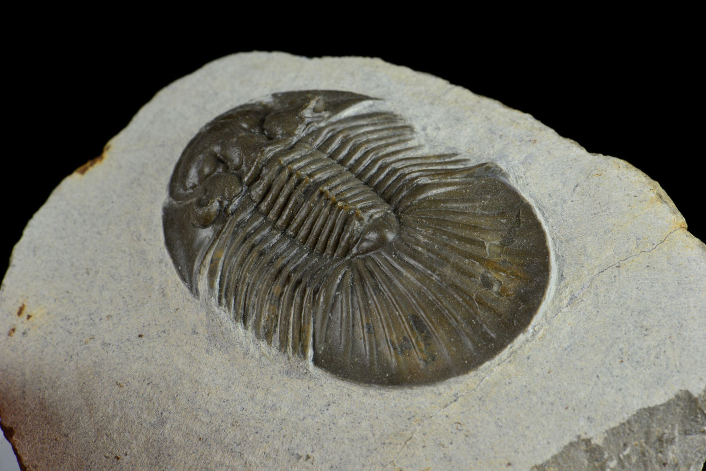 Platyscutellum from Zerg