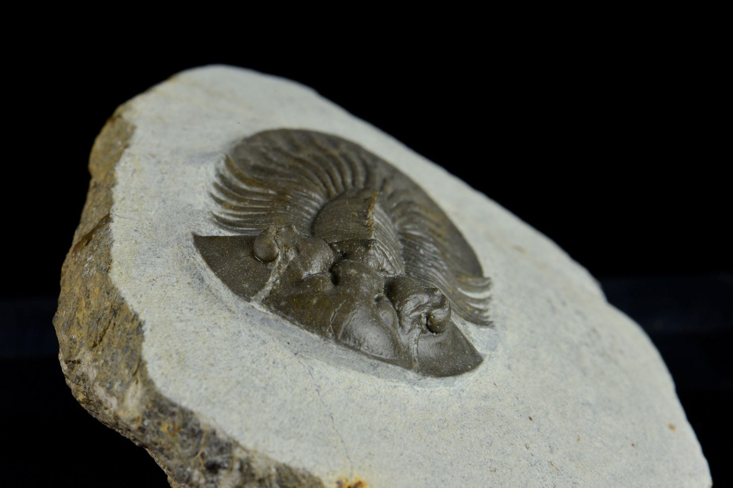 Platyscutellum from Zerg