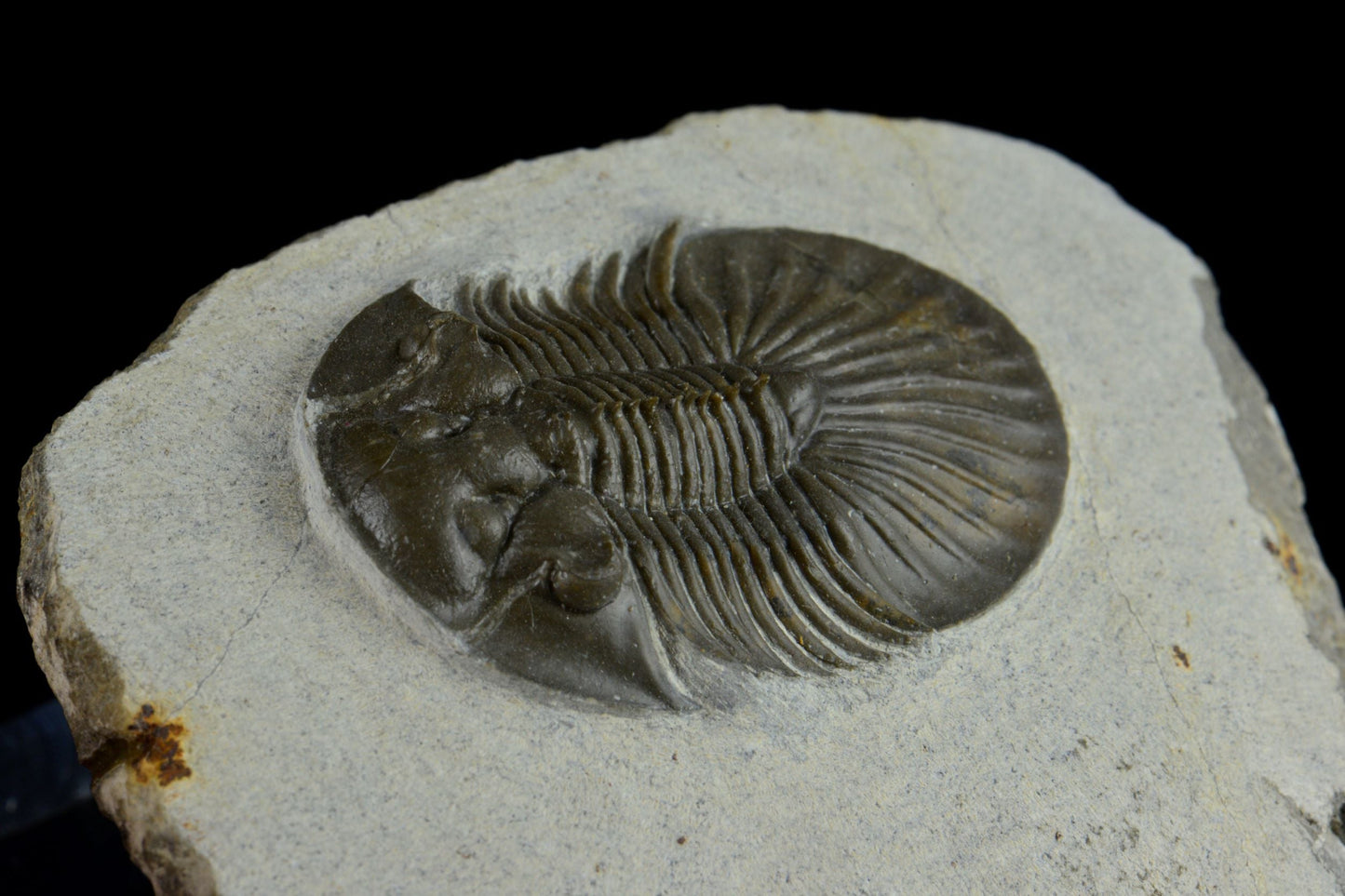 Platyscutellum from Zerg