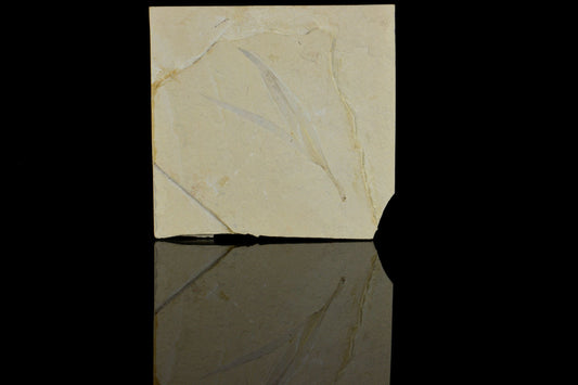 Sapindopsis Lebanese Fossilised Leaf