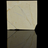 Sapindopsis Lebanese Fossilised Leaf