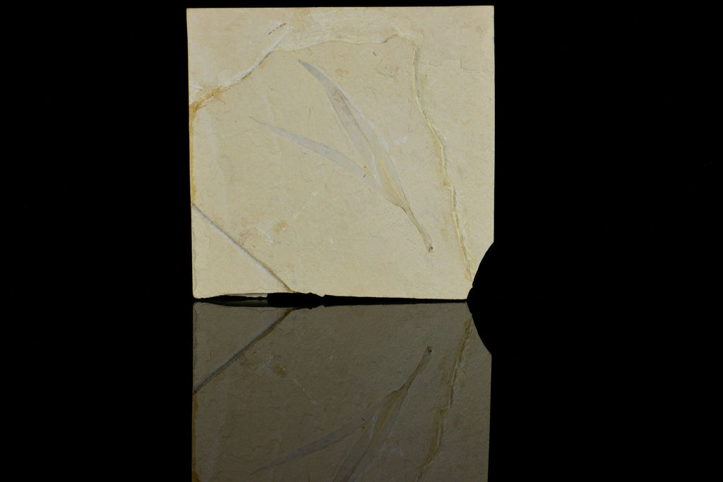 Sapindopsis Lebanese Fossilised Leaf