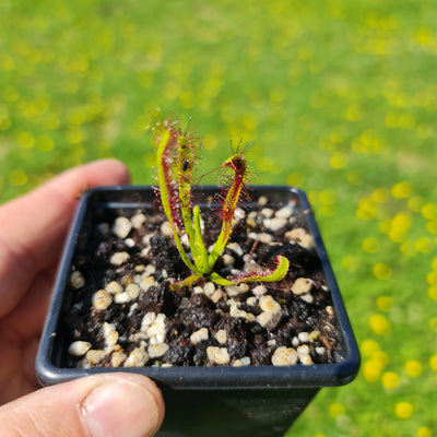 Carnivorous Drosera Capensis Sundew