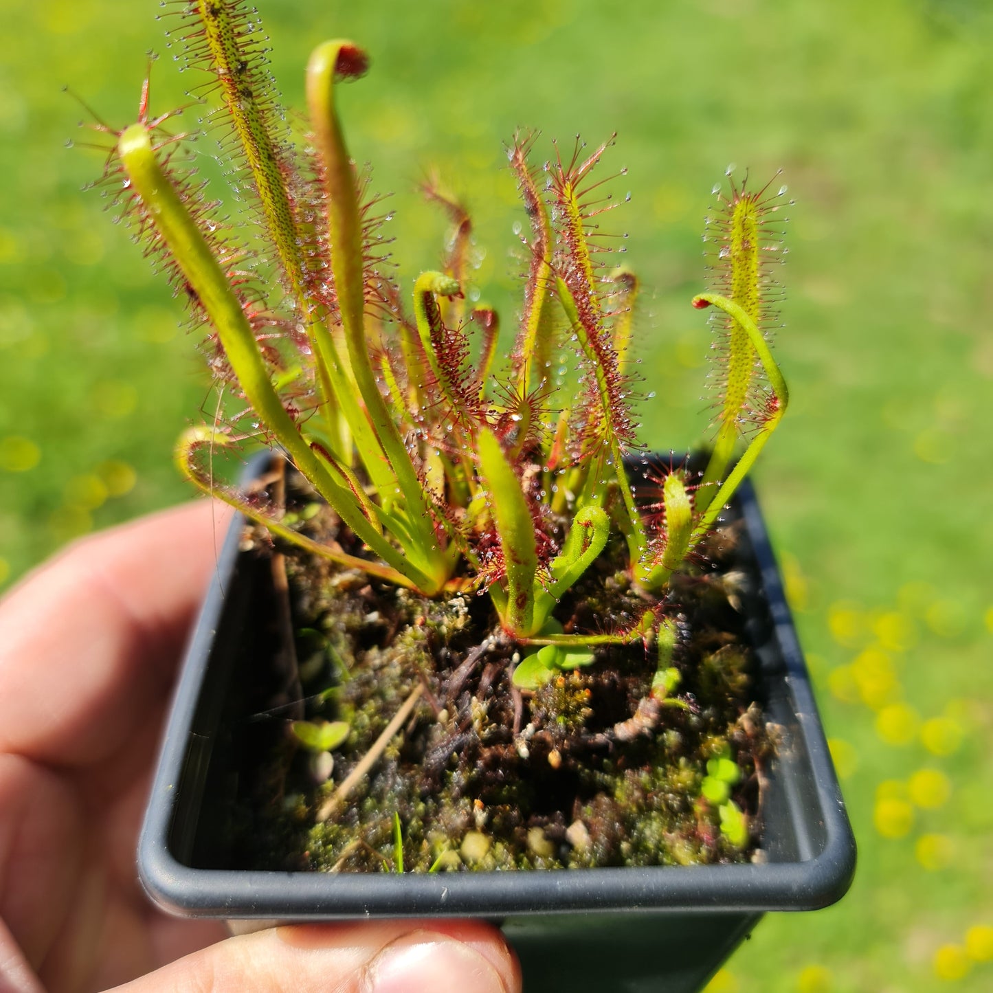 Carnivorous Drosera Capensis Sundew