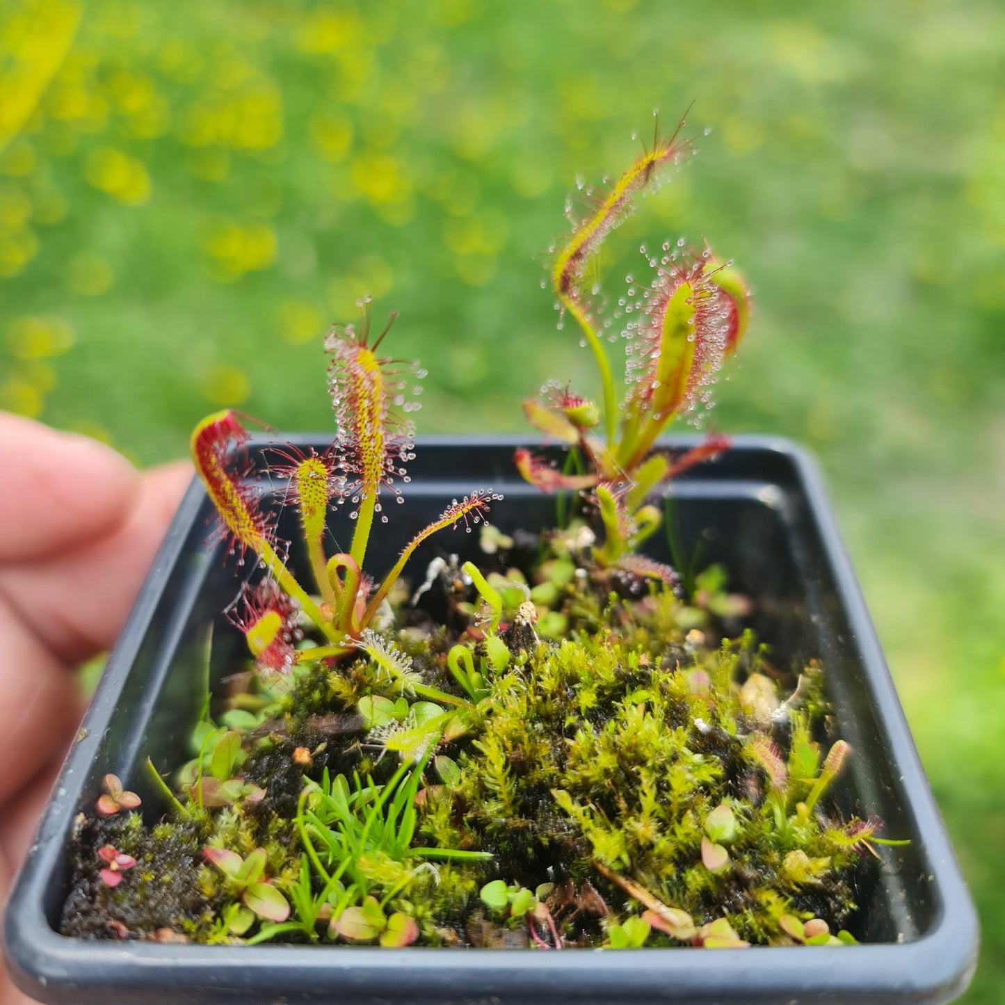 Carnivorous Drosera Capensis Sundew