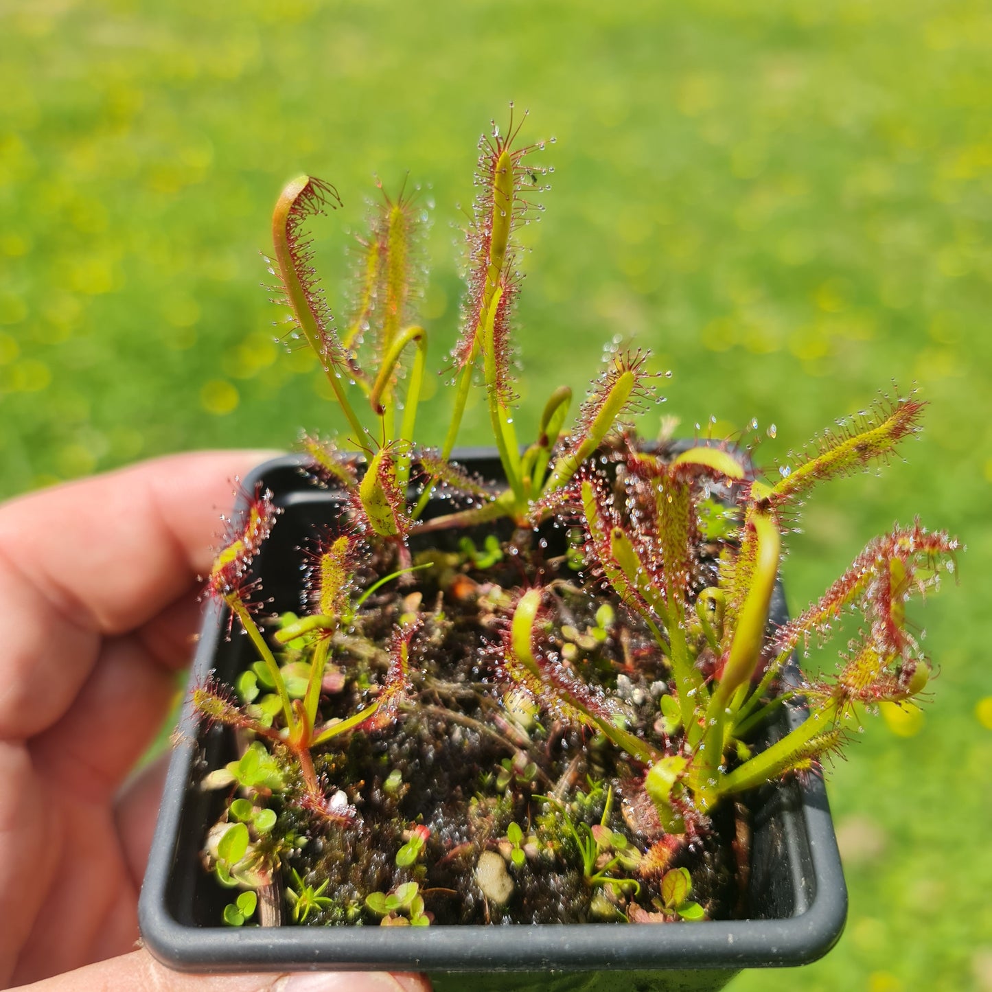 Carnivorous Drosera Capensis Sundew