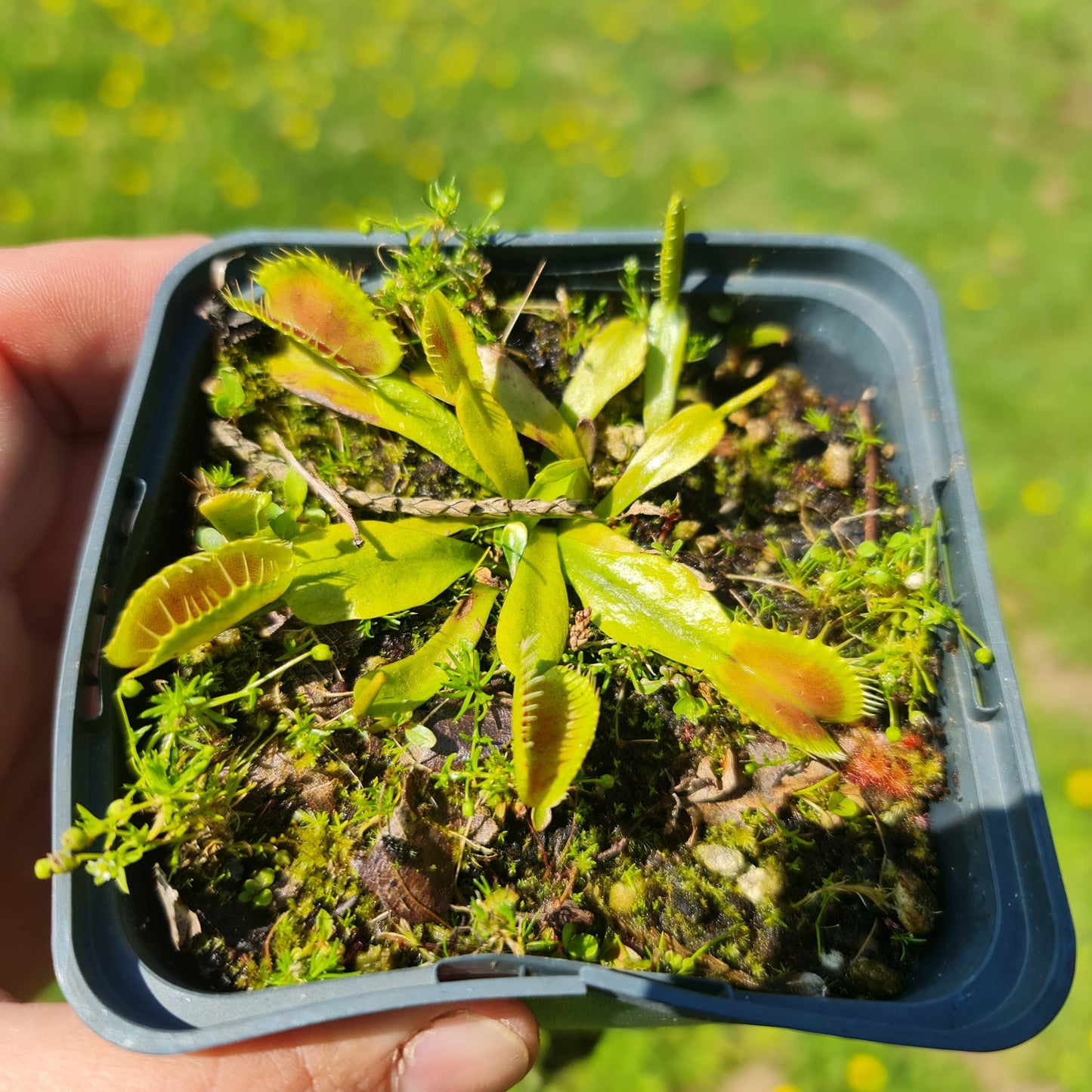 Carnivorous Venus Fly Trap Dionaea muscipula