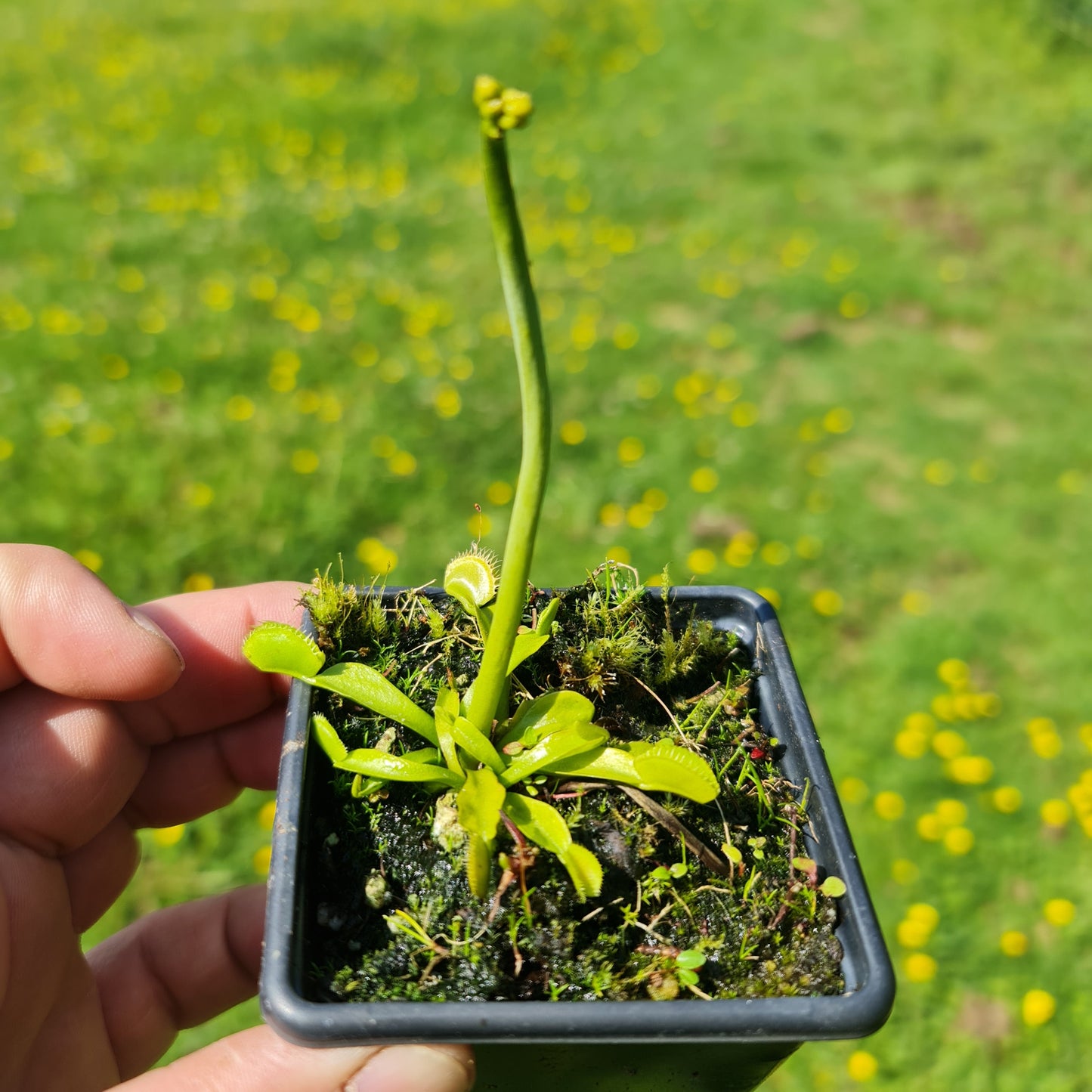 Carnivorous Venus Fly Trap Dionaea muscipula