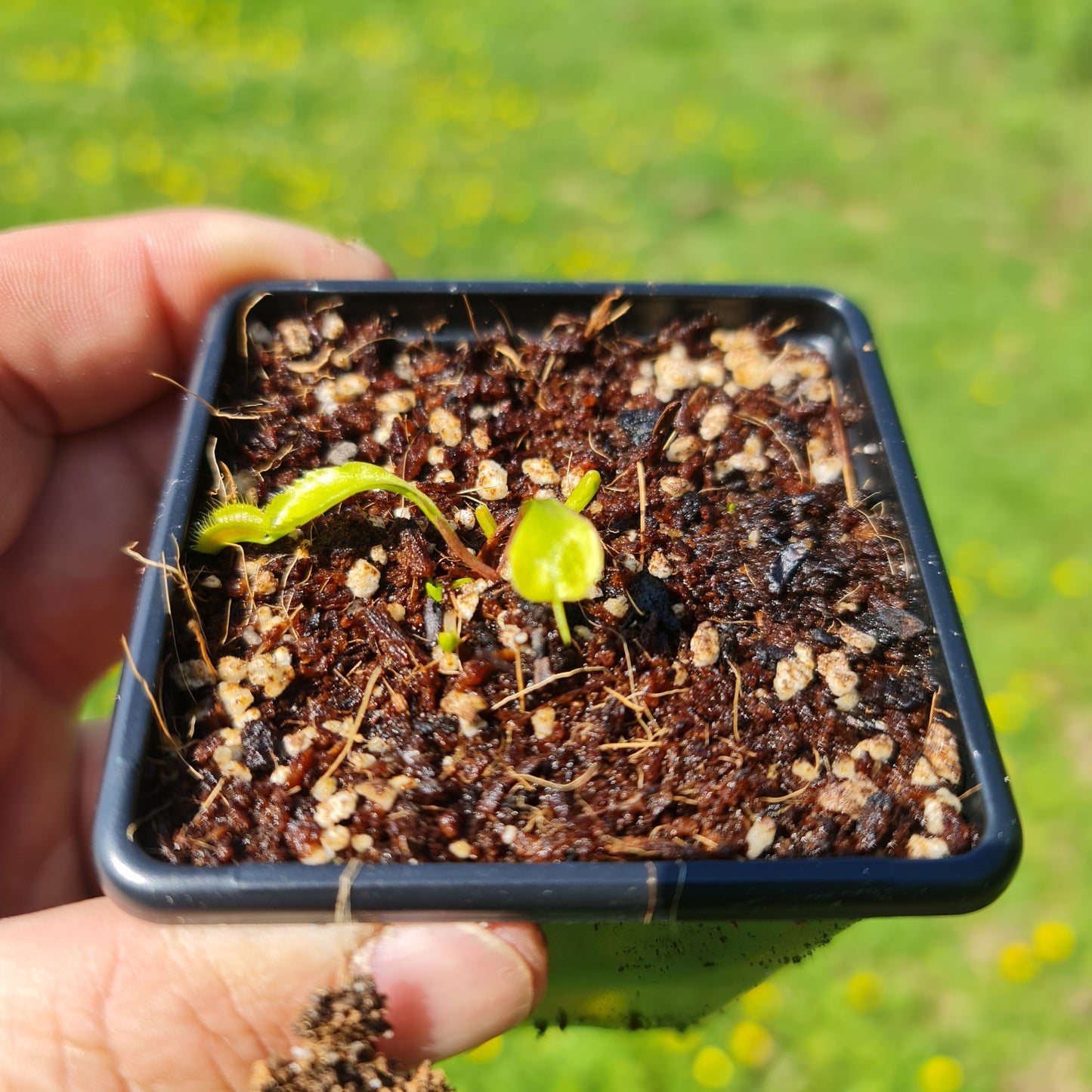 Carnivorous Venus Fly Trap Dionaea muscipula