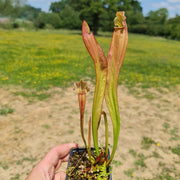 Mixed Carnivorous Plant Selection