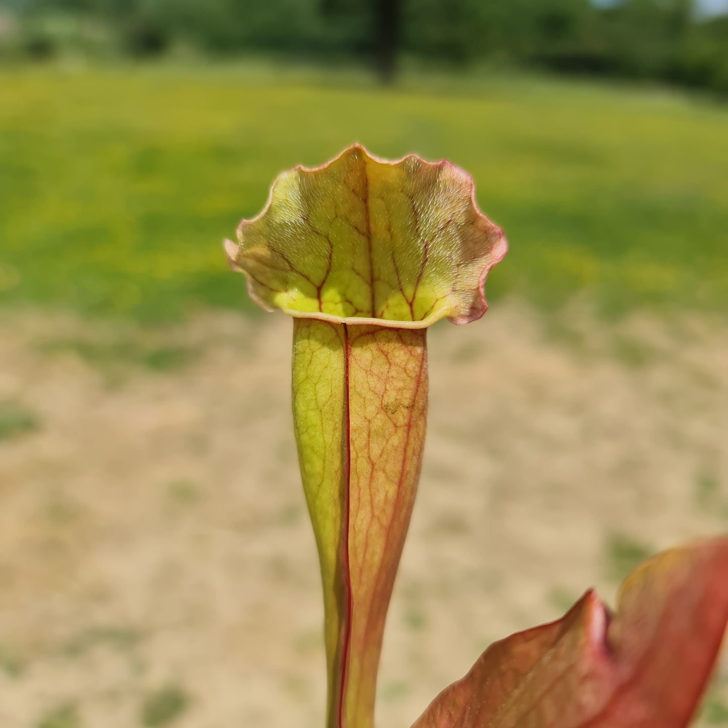 Mixed Carnivorous Plant Selection
