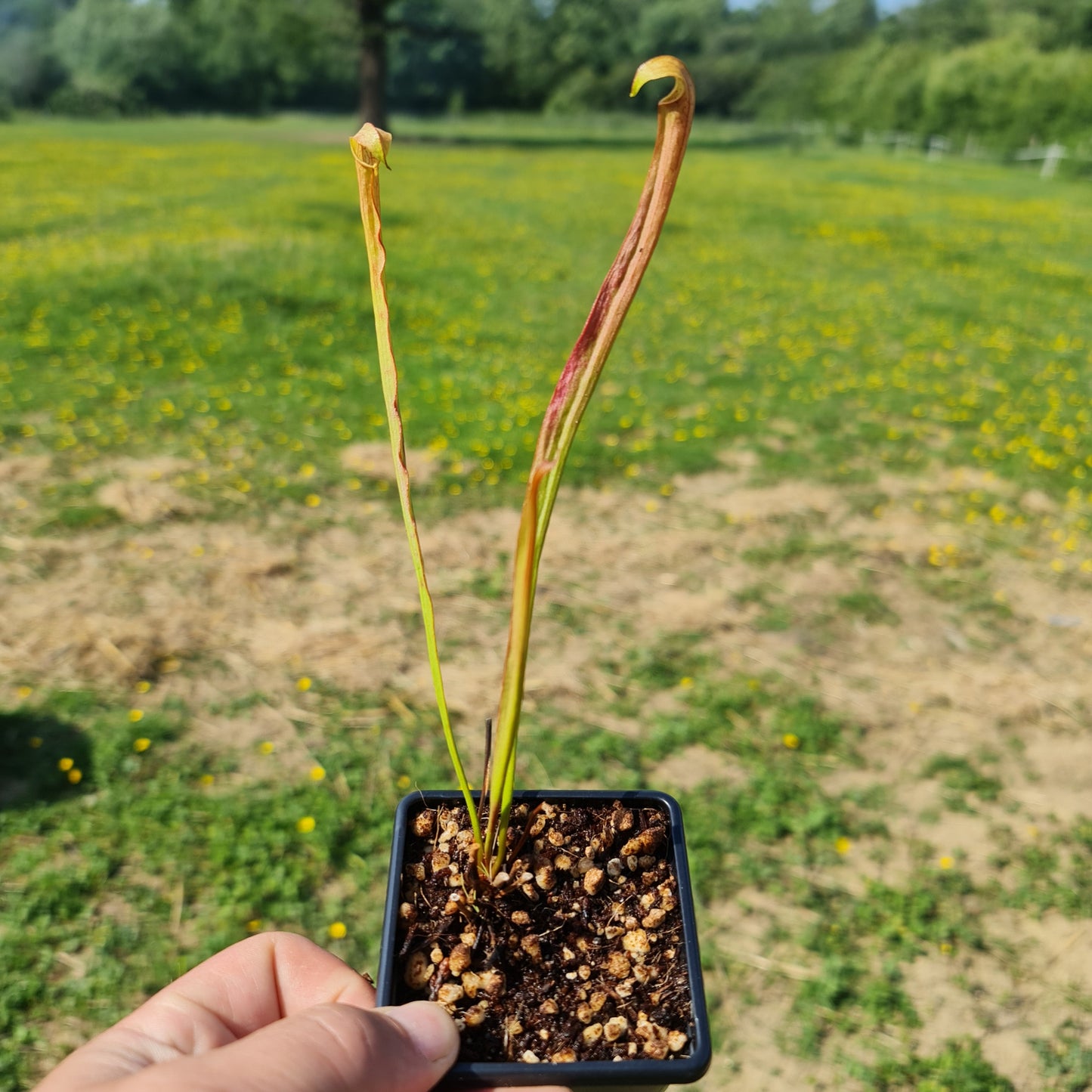 Mixed Carnivorous Plant Selection