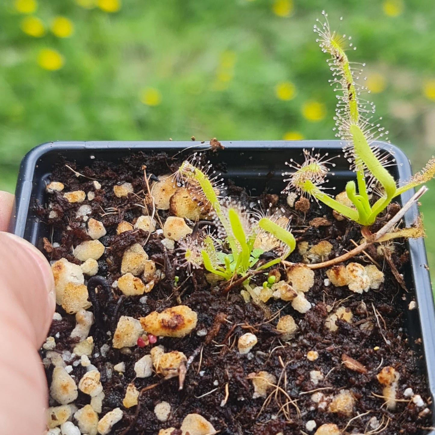 Mixed Carnivorous Plant Selection