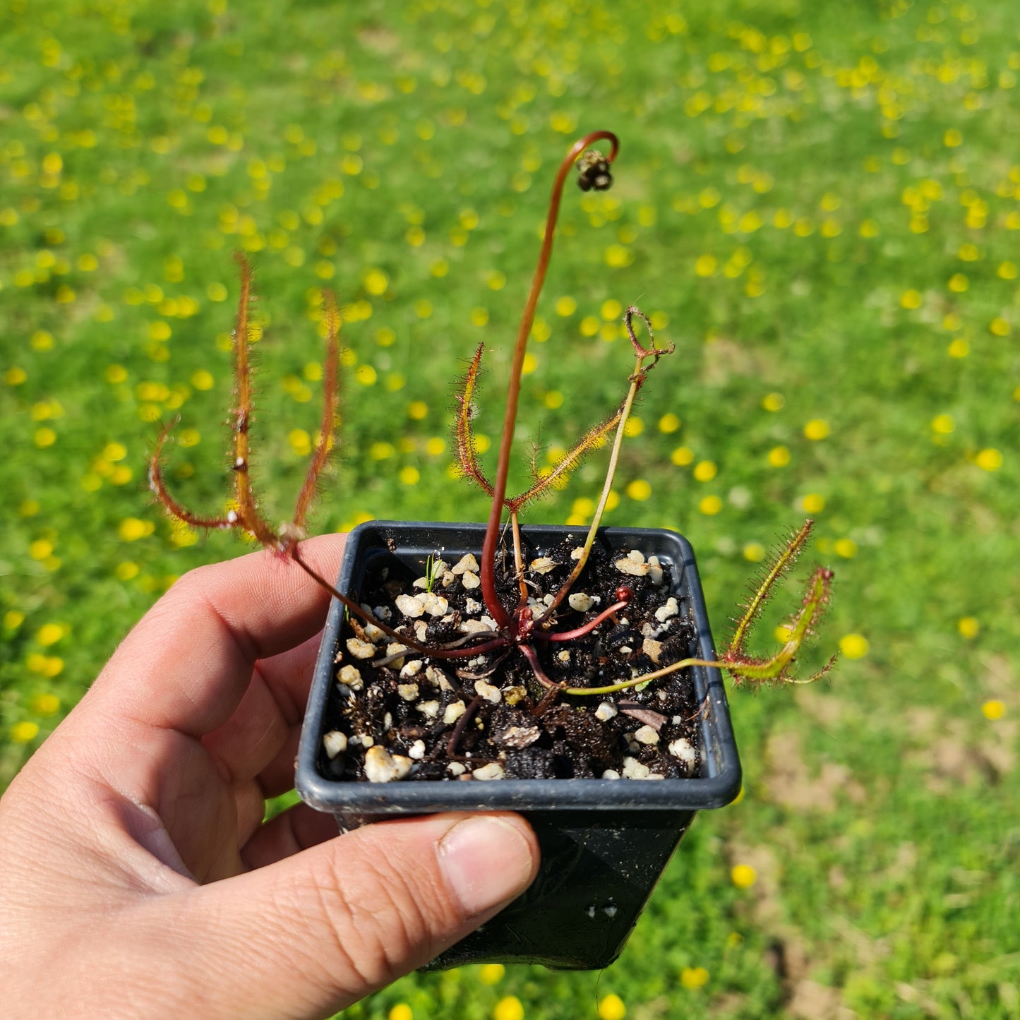 Mixed Carnivorous Plant Selection