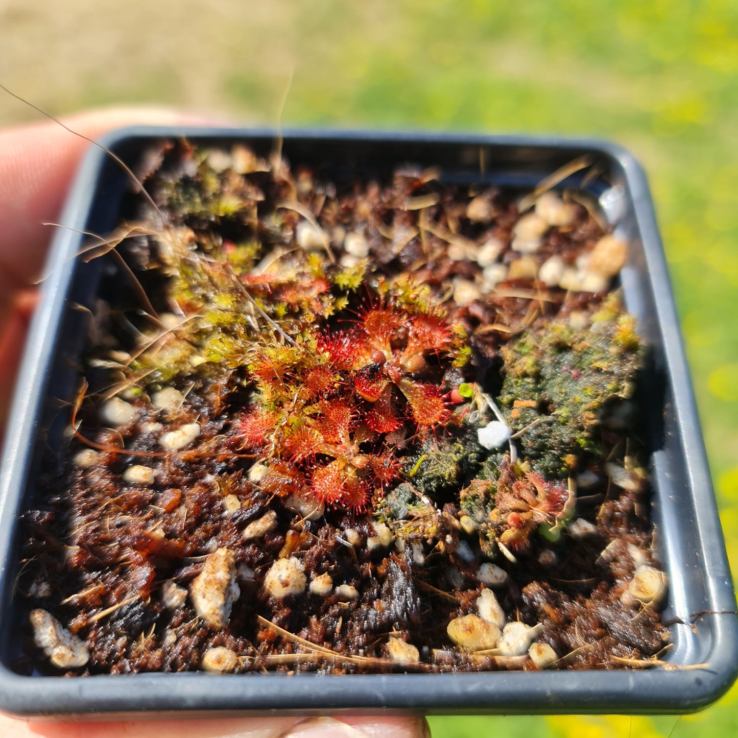 Mixed Carnivorous Plant Selection