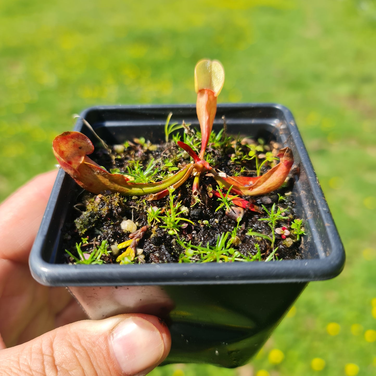 Mixed Carnivorous Plant Selection