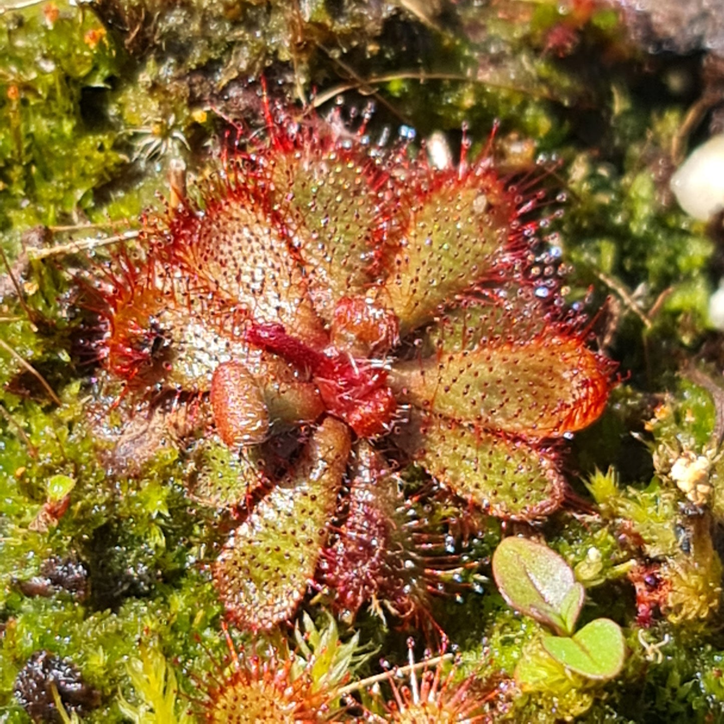 Mixed Carnivorous Plant Selection