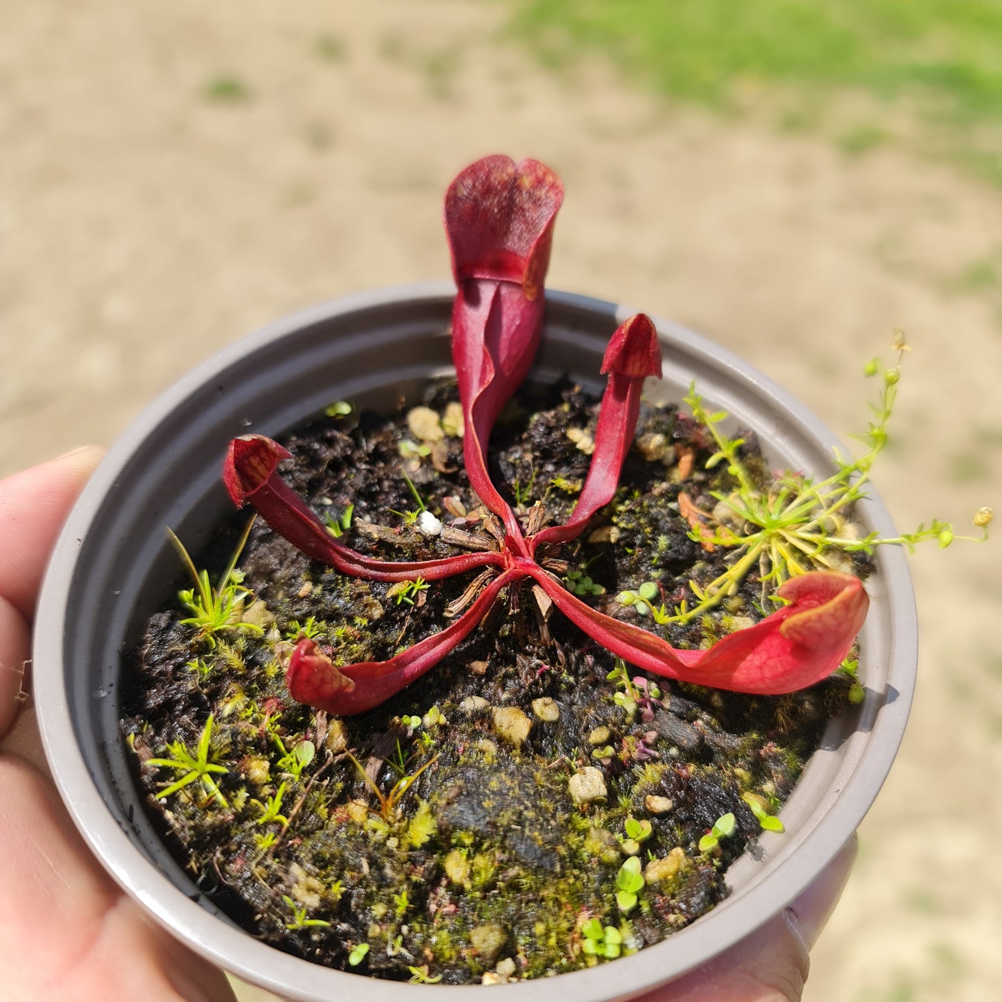 Mixed Carnivorous Plant Selection