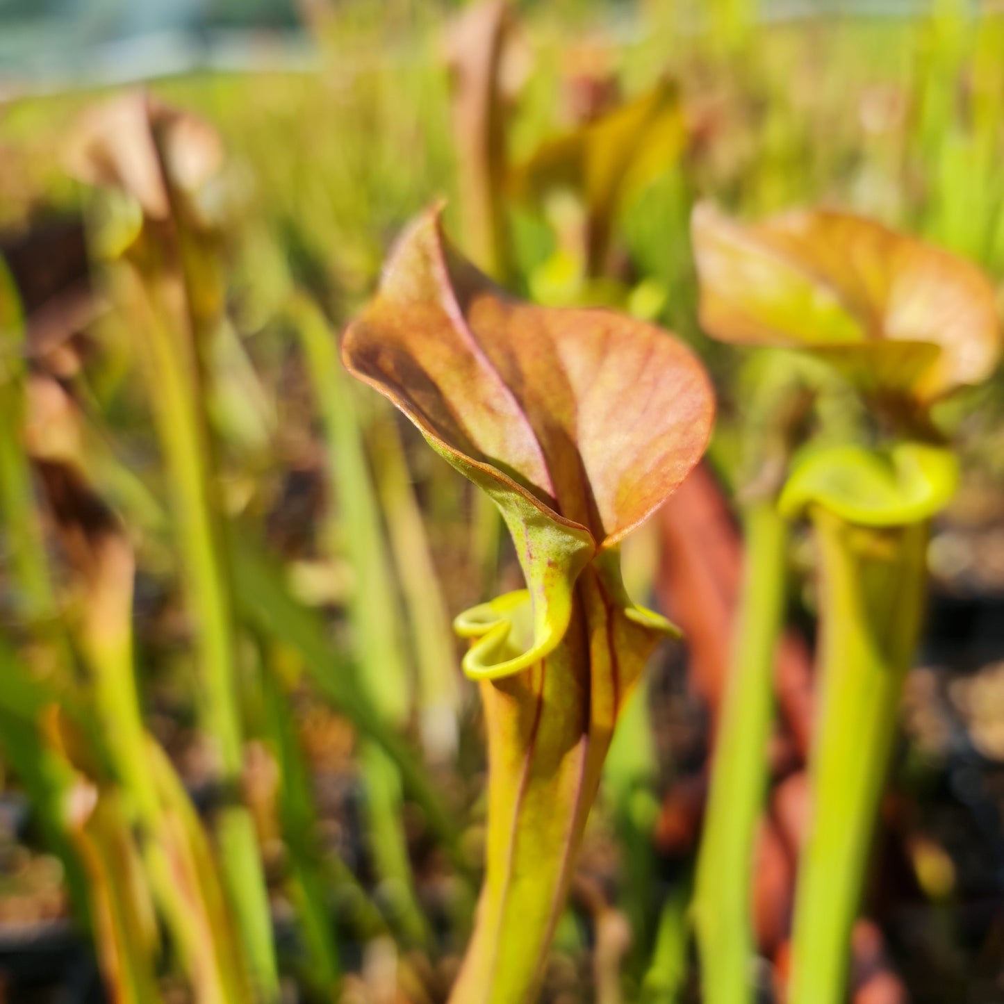 Mixed Carnivorous Plant Selection