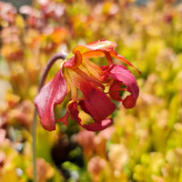 Mixed Carnivorous Plant Selection