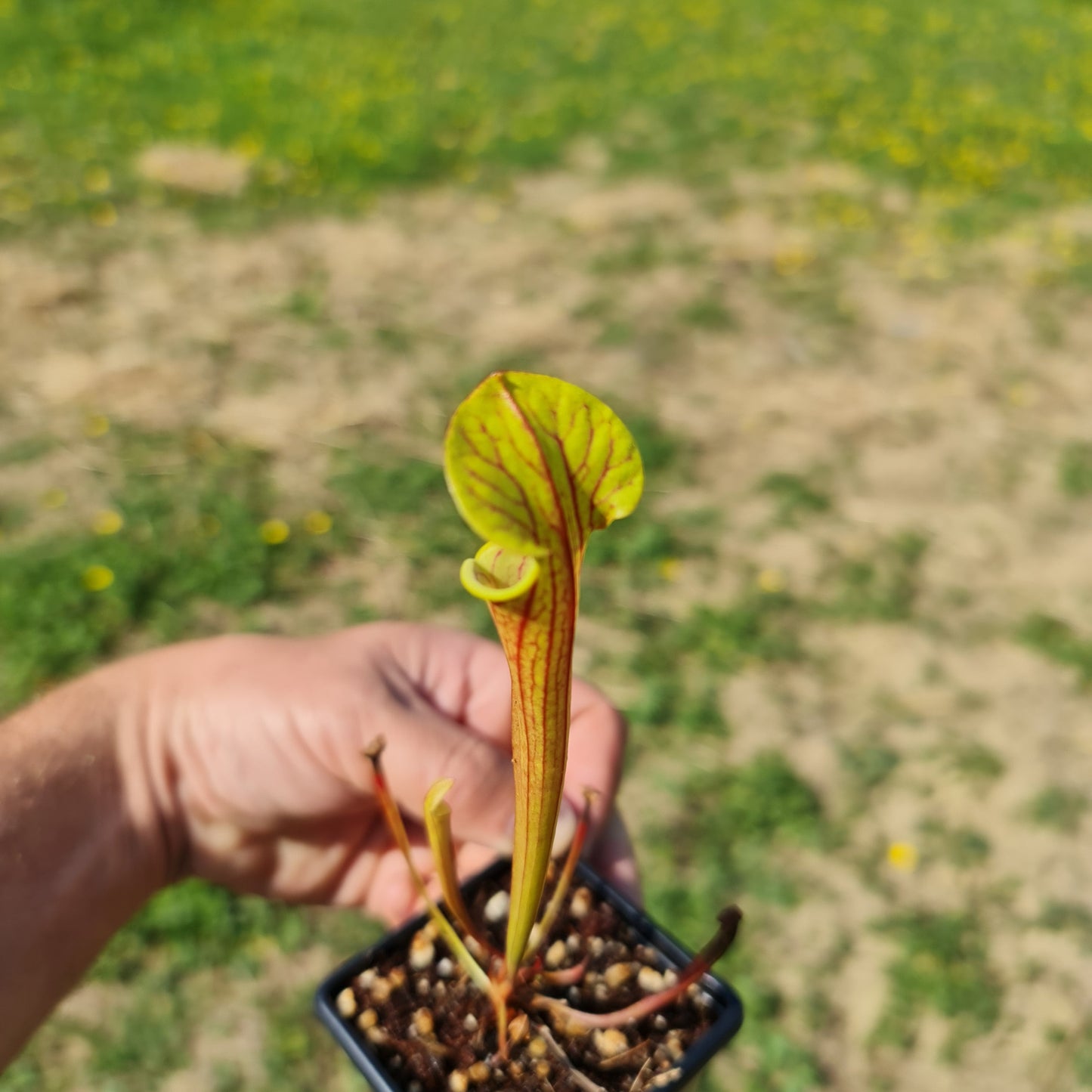 Mixed Carnivorous Plant Selection