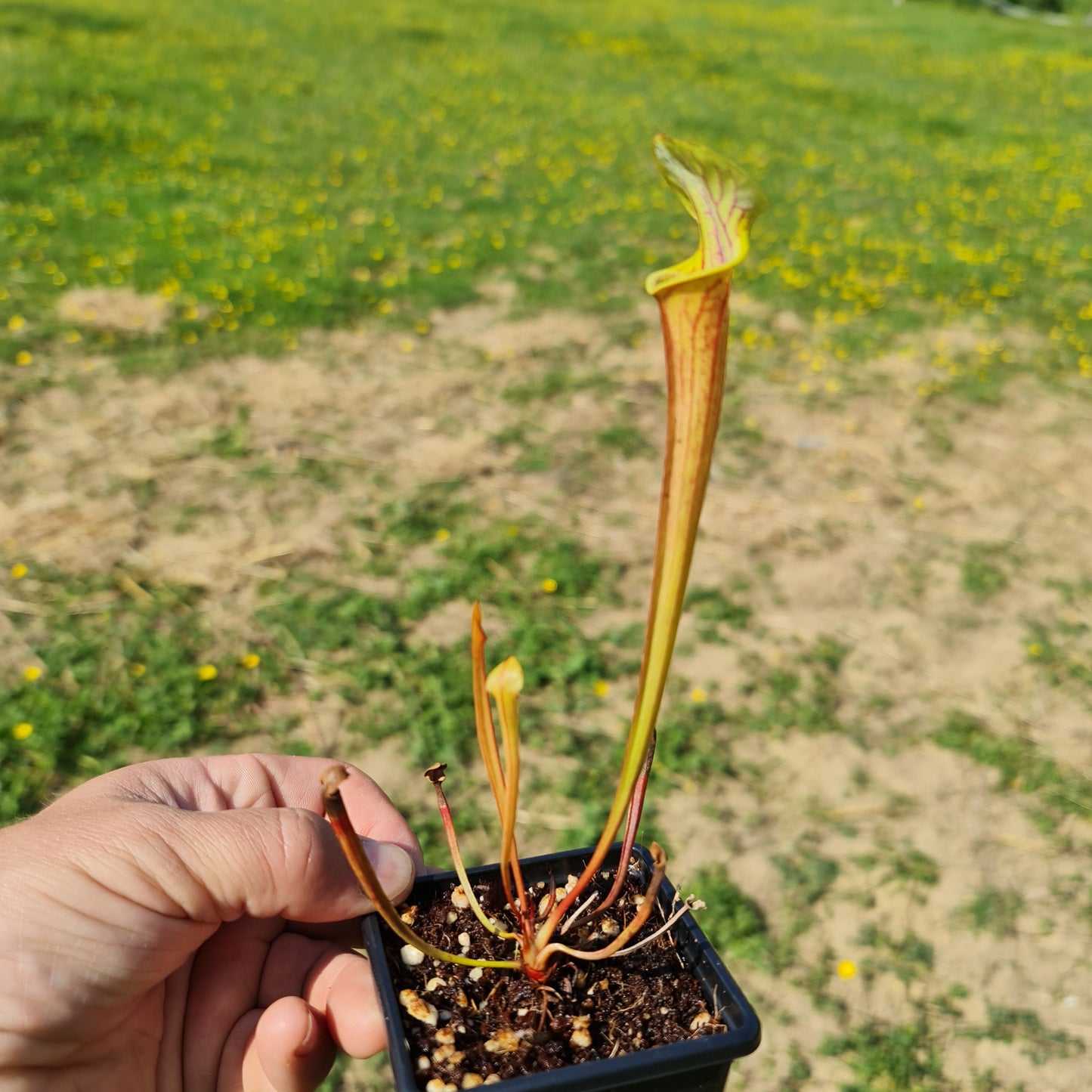 Mixed Carnivorous Plant Selection