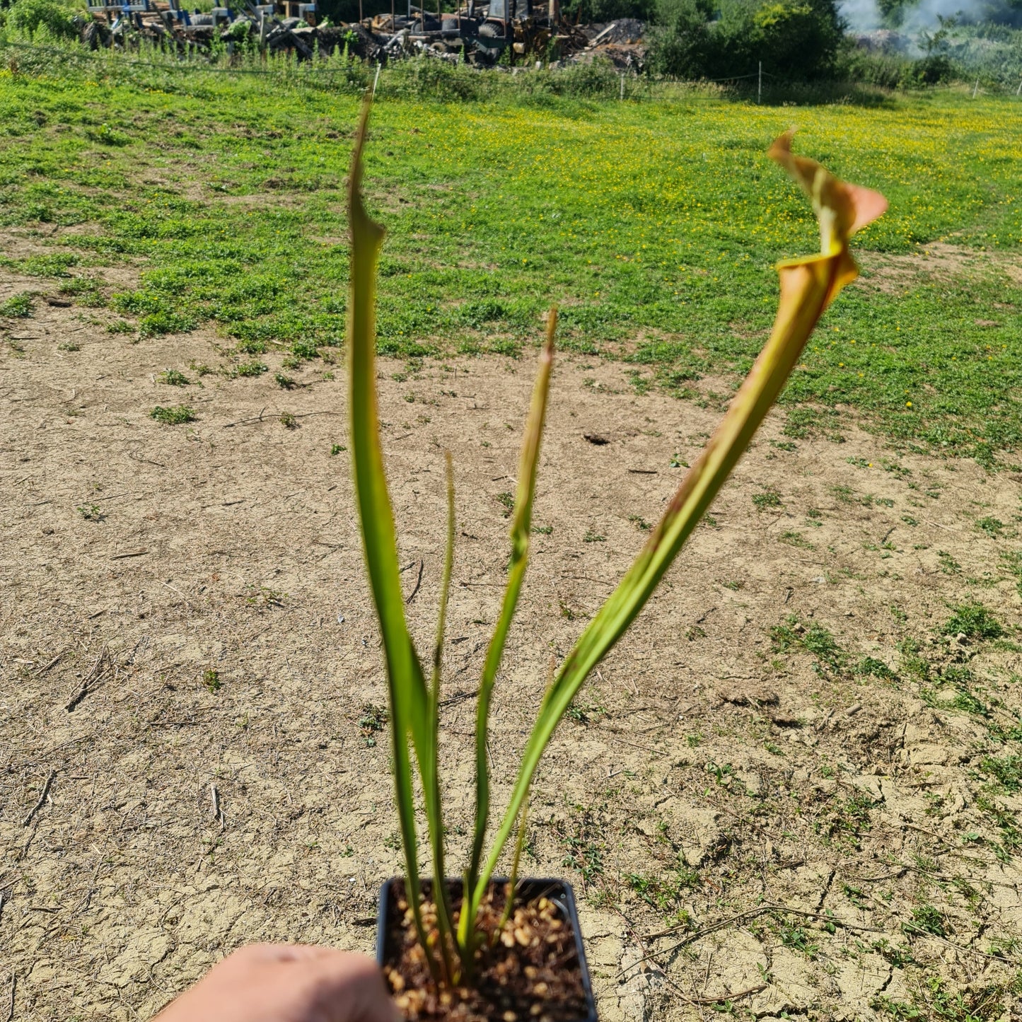 Mixed Carnivorous Plant Selection