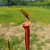 Mixed Carnivorous Plant Selection