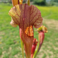 Mixed Carnivorous Plant Selection
