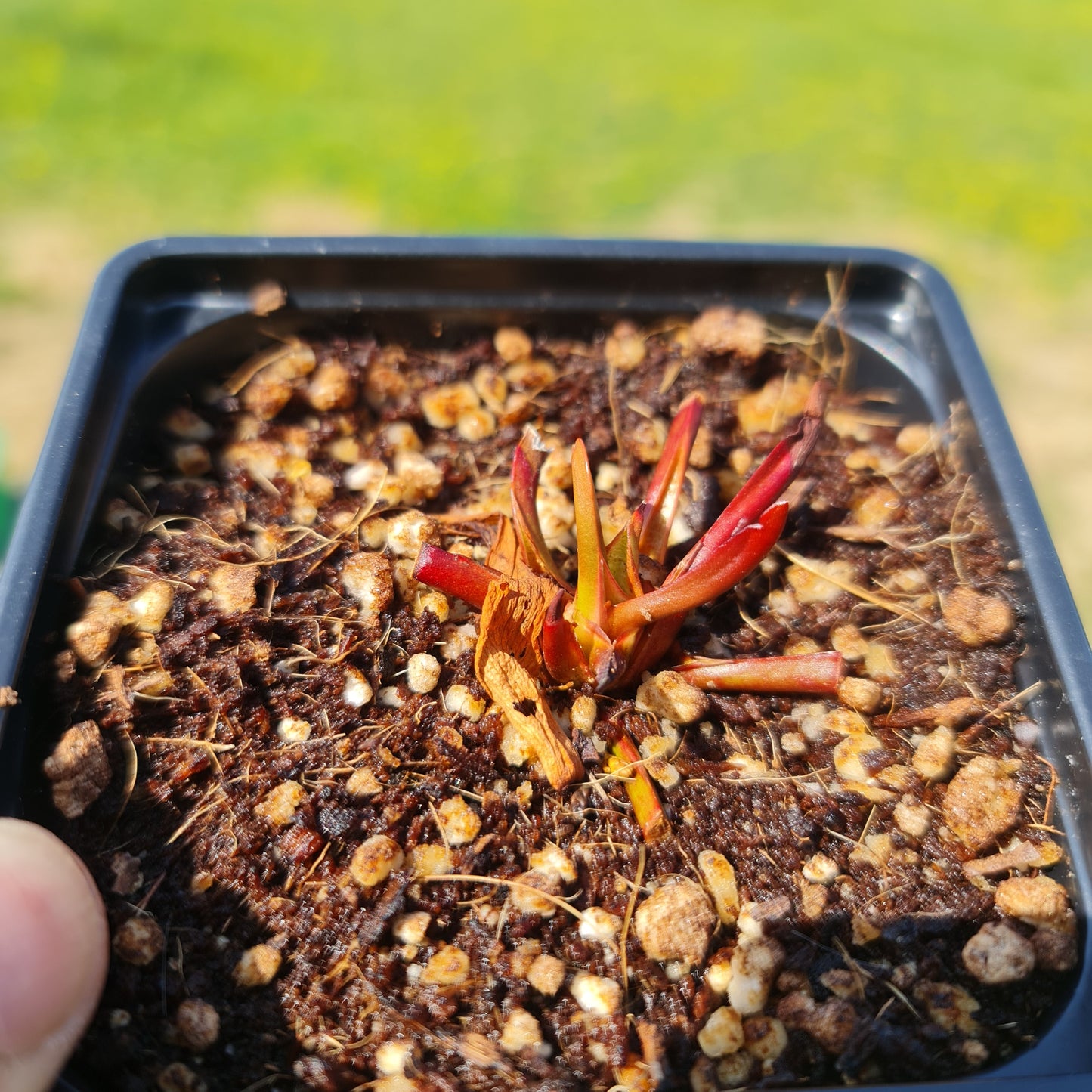 Mixed Carnivorous Plant Selection