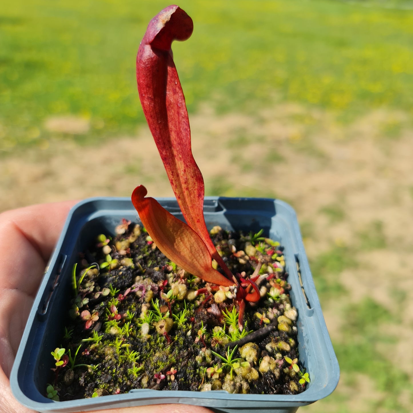 Mixed Carnivorous Plant Selection