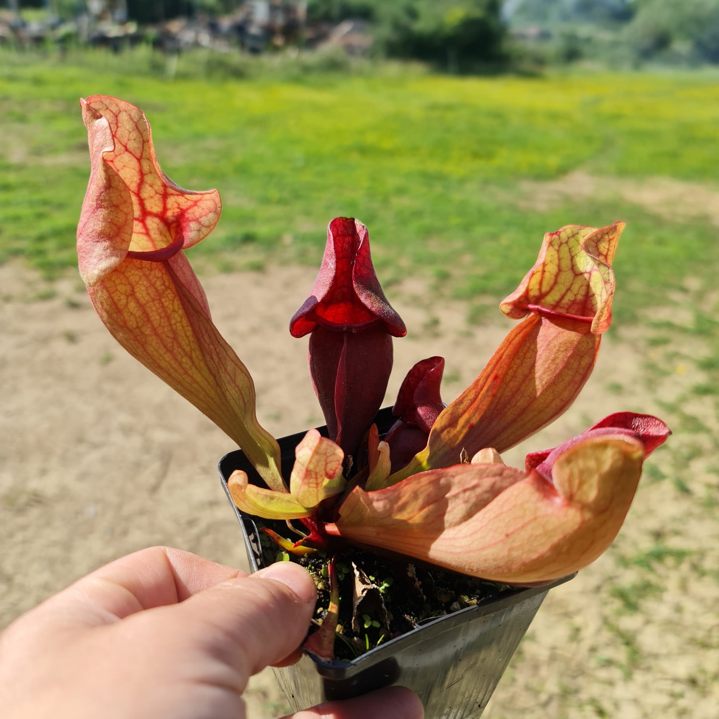 Mixed Carnivorous Plant Selection