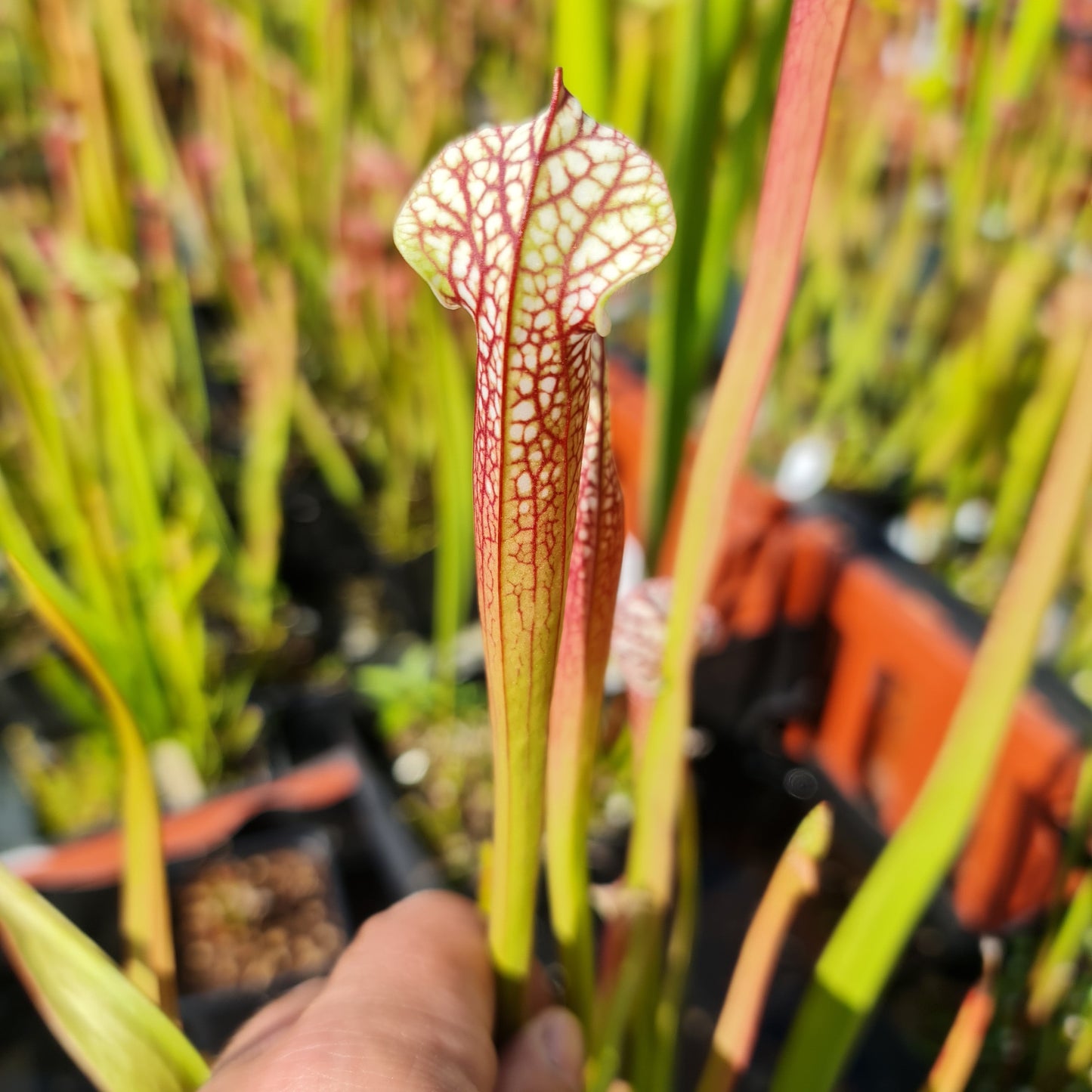 Mixed Carnivorous Plant Selection