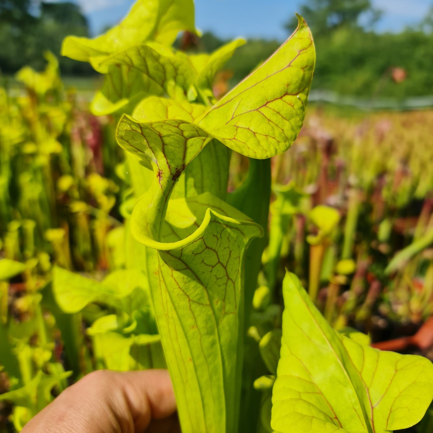 Mixed Carnivorous Plant Selection