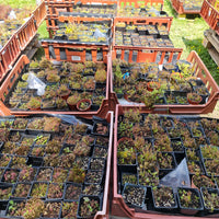 Mixed Carnivorous Plant Selection