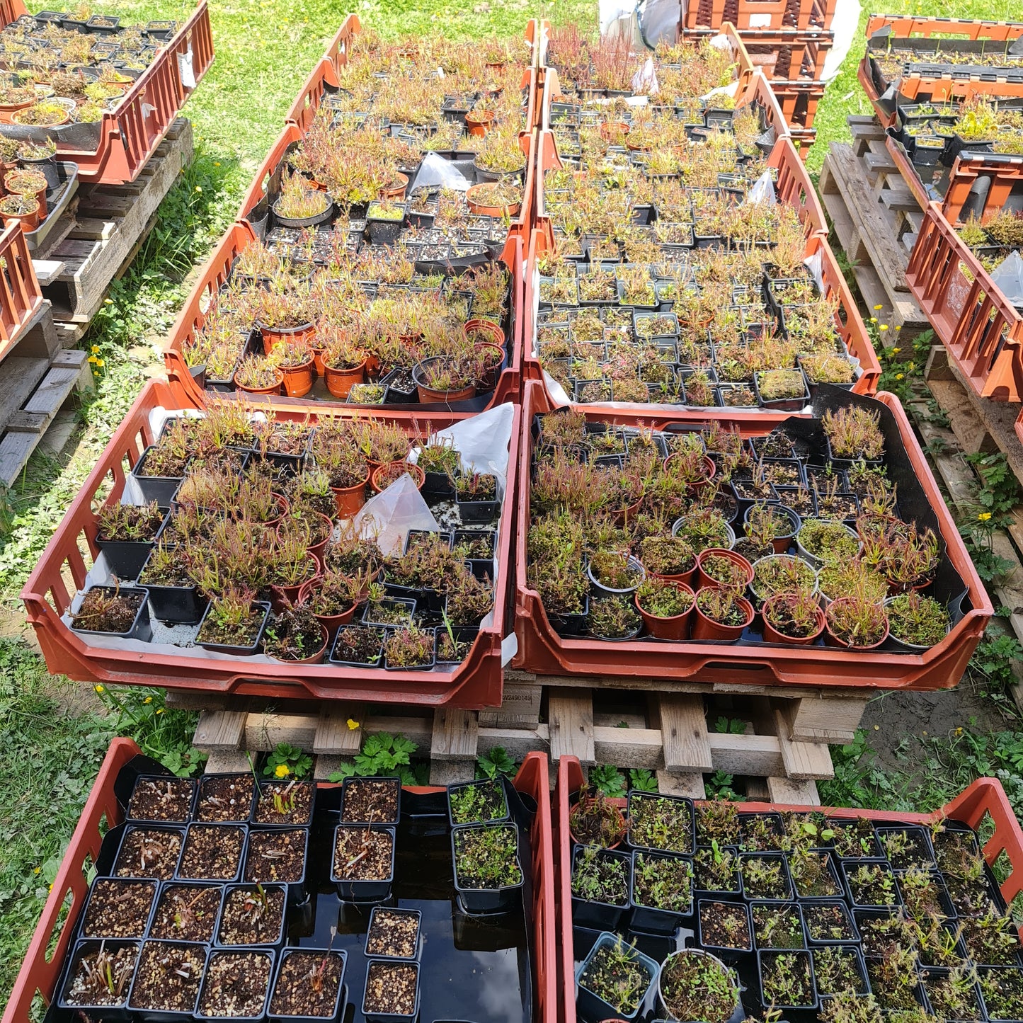 Mixed Carnivorous Plant Selection