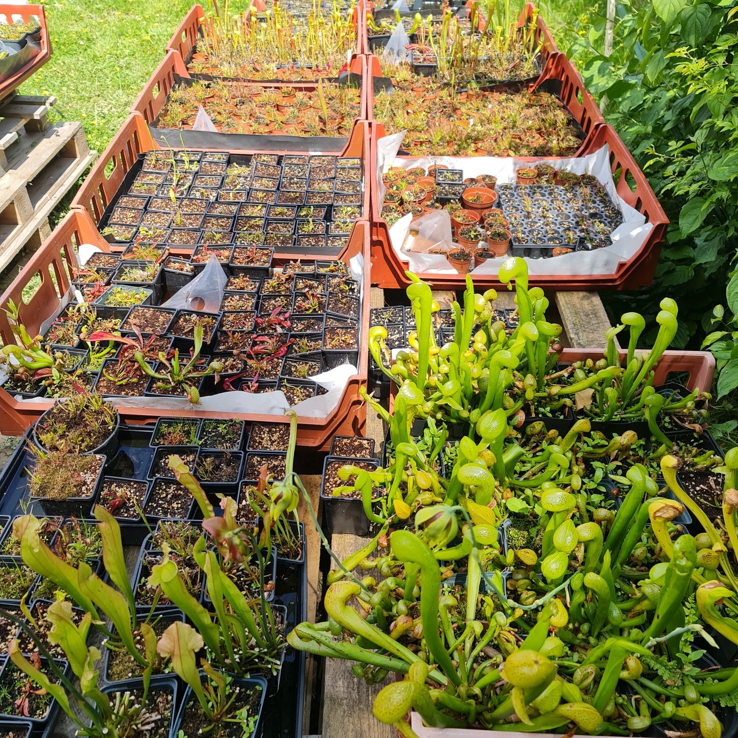 Mixed Carnivorous Plant Selection