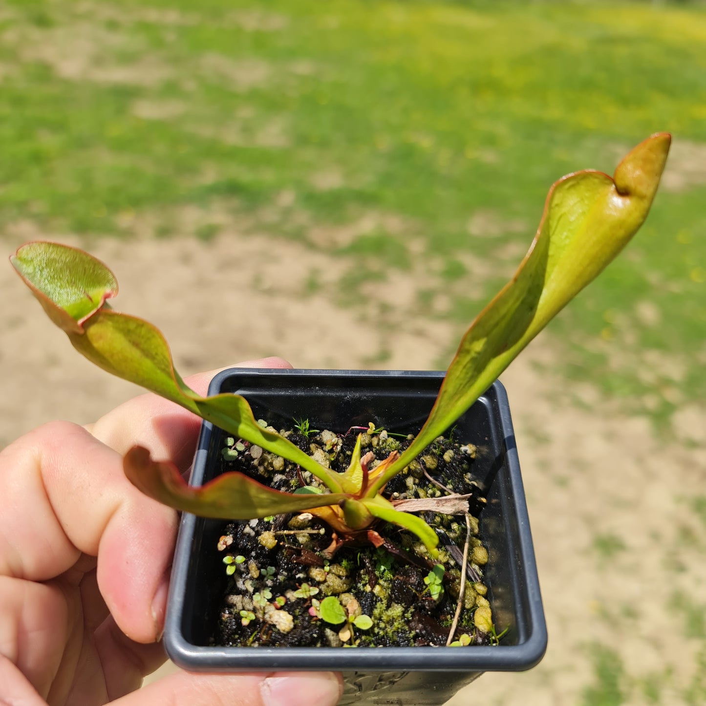 Mixed Carnivorous Plant Selection