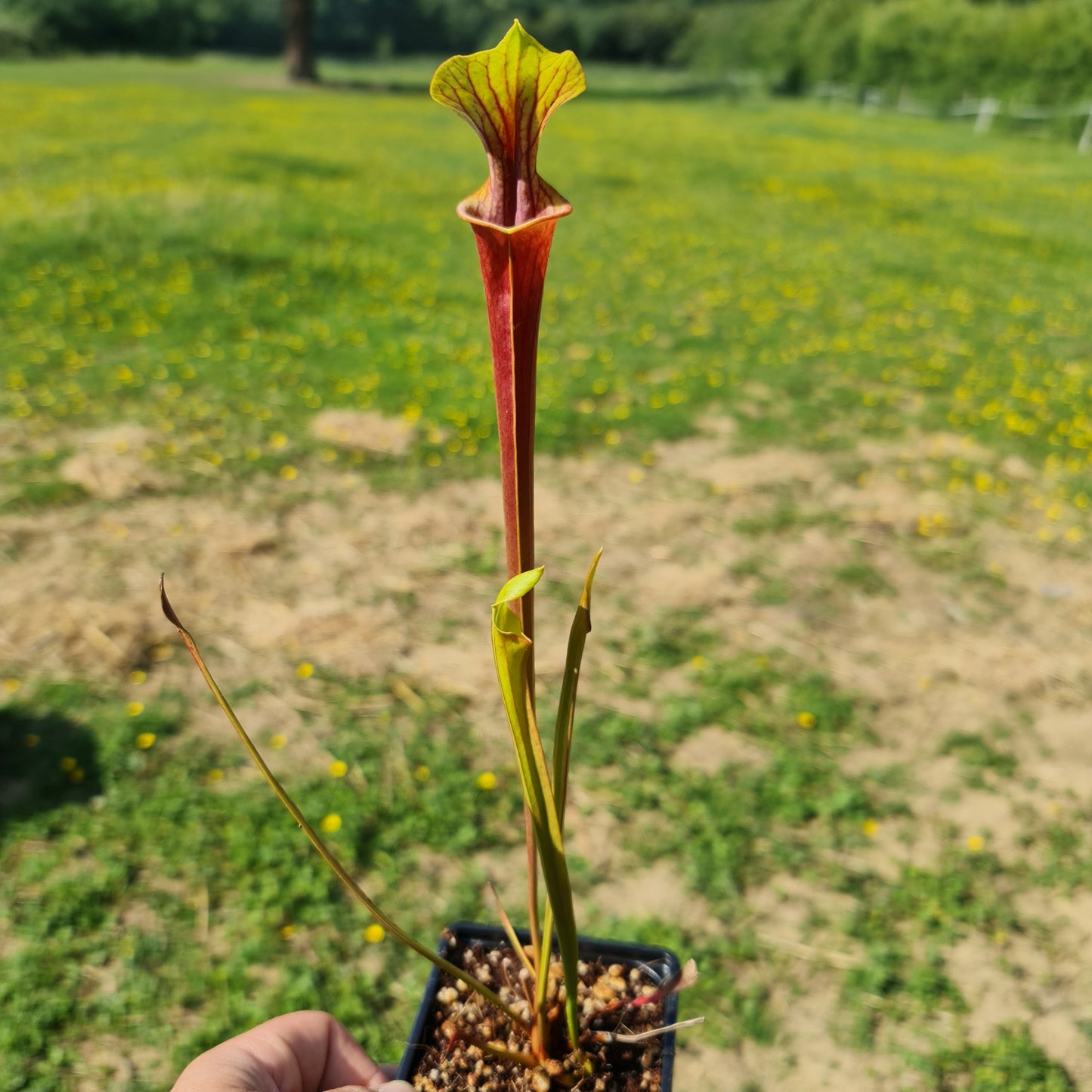 Mixed Carnivorous Plant Selection