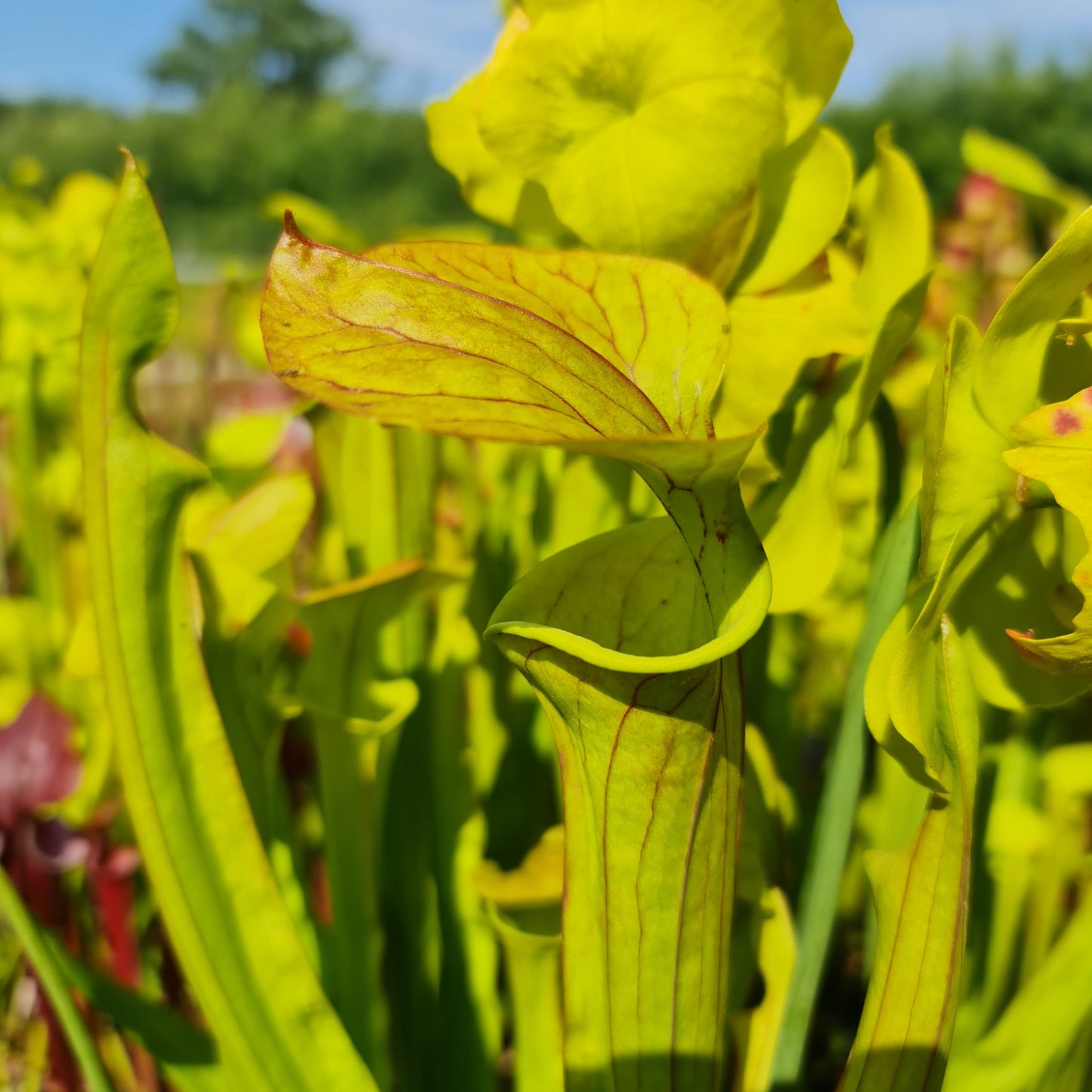 Mixed Carnivorous Plant Selection