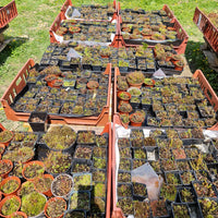 Mixed Carnivorous Plant Selection